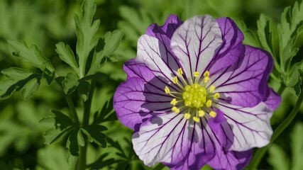 Wall Mural - Detailed 4K botanical shot of blooming wild radish flowers surrounded by green leaves during spring capturing the natural beauty of Virginia stock blossoms in a meadow