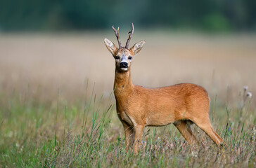 Wall Mural - Roe deer male ( Capreolus capreolus )
