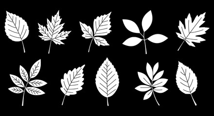 Poster - Leaf Diversity: An assortment of meticulously crafted leaves of varying shapes, sizes, and intricate veining details, arranged elegantly against a stark backdrop.