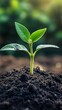 © Kedua - Tiny sprout emerging from dark soil, bathed in sunlight