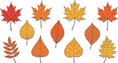 Collection of colorful autumn leaves in various shapes and sizes