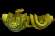 © dsom - Green tree python, native to New Guinea, Indonesia and Australia. It's a popular pet in Thailand.