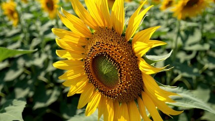 Wall Mural - vibrant 4k slow motion dolly footage of golden sunflowers fully blooming in a vast summer field reflecting natural farming organic ecology and the thriving production of sunflower oil and honey