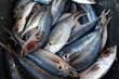 © afifah - fresh fish at the market