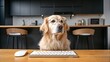 © Nimra - A golden retriever dog wearing glasses sits at a desk with a keyboard and mouse, looking intelligent in a modern kitchen