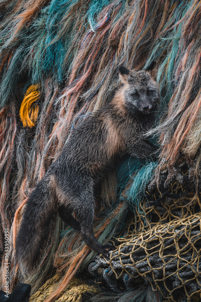 View of a dark fox with a bushy tail amidst a vibrant tangle of
