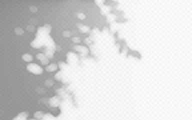 Wall Mural - abstract shadow overlay from foliage tree branch on a transparent background.