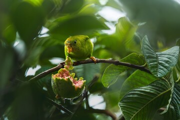 Wall Mural - vibrant green bird perched on a branch, eating a ripe guava amidst lush green leaves.