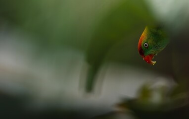 Wall Mural - colorful parrot in lush foliage.