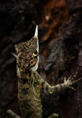 Wall Mural - horned lizard on a tree trunk