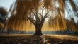 © melisasaputri - Ethereal Golden Weeping Willow Tree Bathed in Warm Autumn Sunlight, Serene Park Landscape