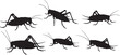 © RJ - Creativity - Six Black Silhouette Illustrations of Crickets in Side Profile insect entomology