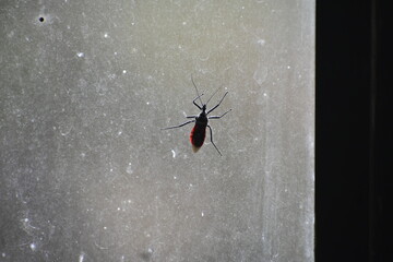 An assassin bug on a glass window.