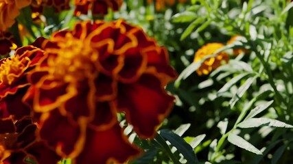 Wall Mural - Brilliant 4K vertical video capturing a lush flowerbed brimming with marigolds in fiery orange bright yellow and deep red hues under a sunny sky perfect as a cheerful natural backdrop for