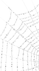 Delicate spider web adorned with glistening water droplets, showcasing intricate patterns and natural beauty