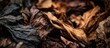 © Shelley - Close-up of dried golden and brown leaves, suitable for vaping or smoking, showcasing natural texture and warm earthy tones.