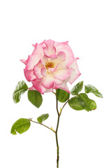 Wall Mural - Magenta rose and foliage
