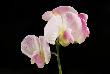 Wall Mural - Sweet pea flowers