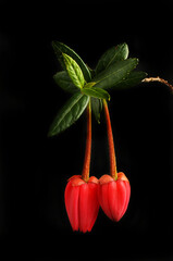 Wall Mural - Chilean lantern tree black
