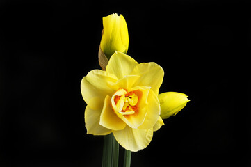 Wall Mural - Daffodil and buds