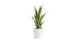 © Silvia Bogdanski - Sansevieria im Topf, transparenter Hintergrund, png