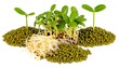 © Tukul - Sprouts and mung beans (1)