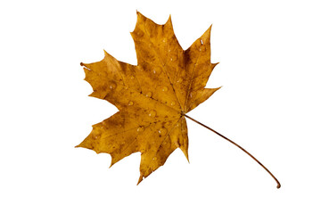 Wall Mural - brown autumn maple leaf with rain drops isolated transparent png