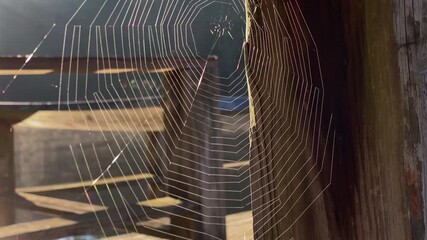 Spider webs