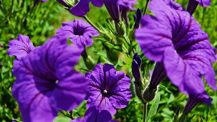 Wall Mural - tranquil 4k landscape of a vast field filled with wild purple flowers and a narrow green path winding through it delivering a peaceful relaxing countryside setting ideal for nature visuals