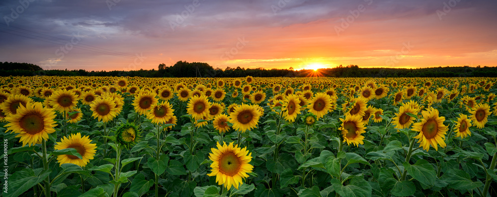 Beautiful sunset over sunflowers field Stock Photo | Adobe Stock
