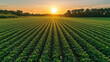 © Aamir - Rows of green crops in a field at sunrise, perfect for agriculture, sustainability, and environmental growth concepts