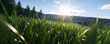 © alexandre - Low angle view of a lush green meadow with a sunlit forest background.