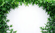 © Skskjsh - A frame of lush green bamboo leaves arranged in an arch on a clean white background with copy space.