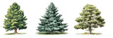 Three different types of trees displayed