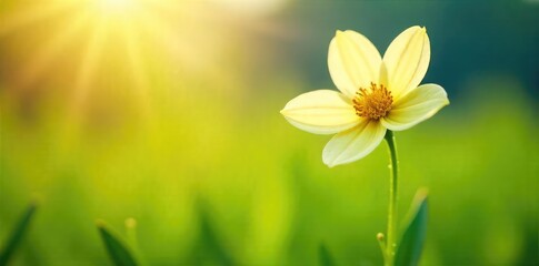 Wall Mural - A single, perfectly symmetrical, light-colored flower blooming in a sun-drenched field, representing purity and fairness , unique, flower, colorful