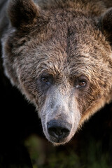 Wall Mural - Brown bear face closeup portrait