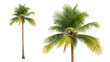 © Ramdan - Tropical coconut trees with lush green fronds isolated on a black background for design versatility