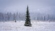 © Khan - Lone Evergreen Tree in a Winter Landscape Under a Misty Sky with Snowy Forest Backdrop Creating a Serene and Tranquil Scene