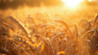 © Volodymyr Shcherbak - harvest scenes shine best during golden hour, with rich, warm tones