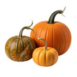 © VectorCO - Various sized pumpkins displayed together on transparent background