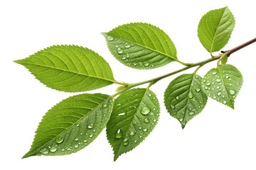 Green cherry tree branch with water droplets isolated on transparent background