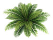 © Sweety - top view palm leaves tree isolated on AI generated by PNG