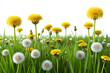 © jannatul - grass meadow with dandelions 3d render grass fie isolated on white background PNG , AI GENERATED