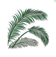 Green Palm Leaves Vector Icon  Isolated Tropical Illustration on White