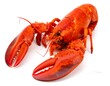 © susu - Vivid red lobster on white background