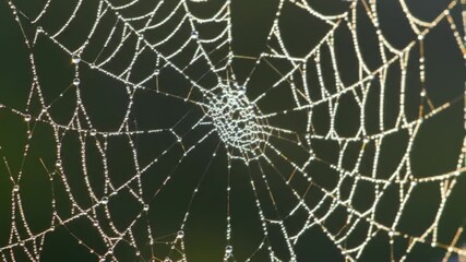 Spiderweb covered in morning dew with soft sunlight.
