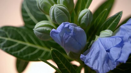 Wall Mural - Cinematic 4K timelapse video of bright blue plumbago flowers blooming tropical home garden natural studio close-up footage of ornamental blossoms thriving warm climates captured ultra high