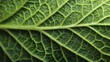 © Sachal - Vibrant Green Leaf with Delicate Vein Texture Macro Photography