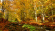 © Delfim Sa Neiva - Tarnava Mica stream flowing among autumn colours