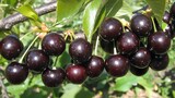 Ripe Black Cherries on Branch Closeup Photography
